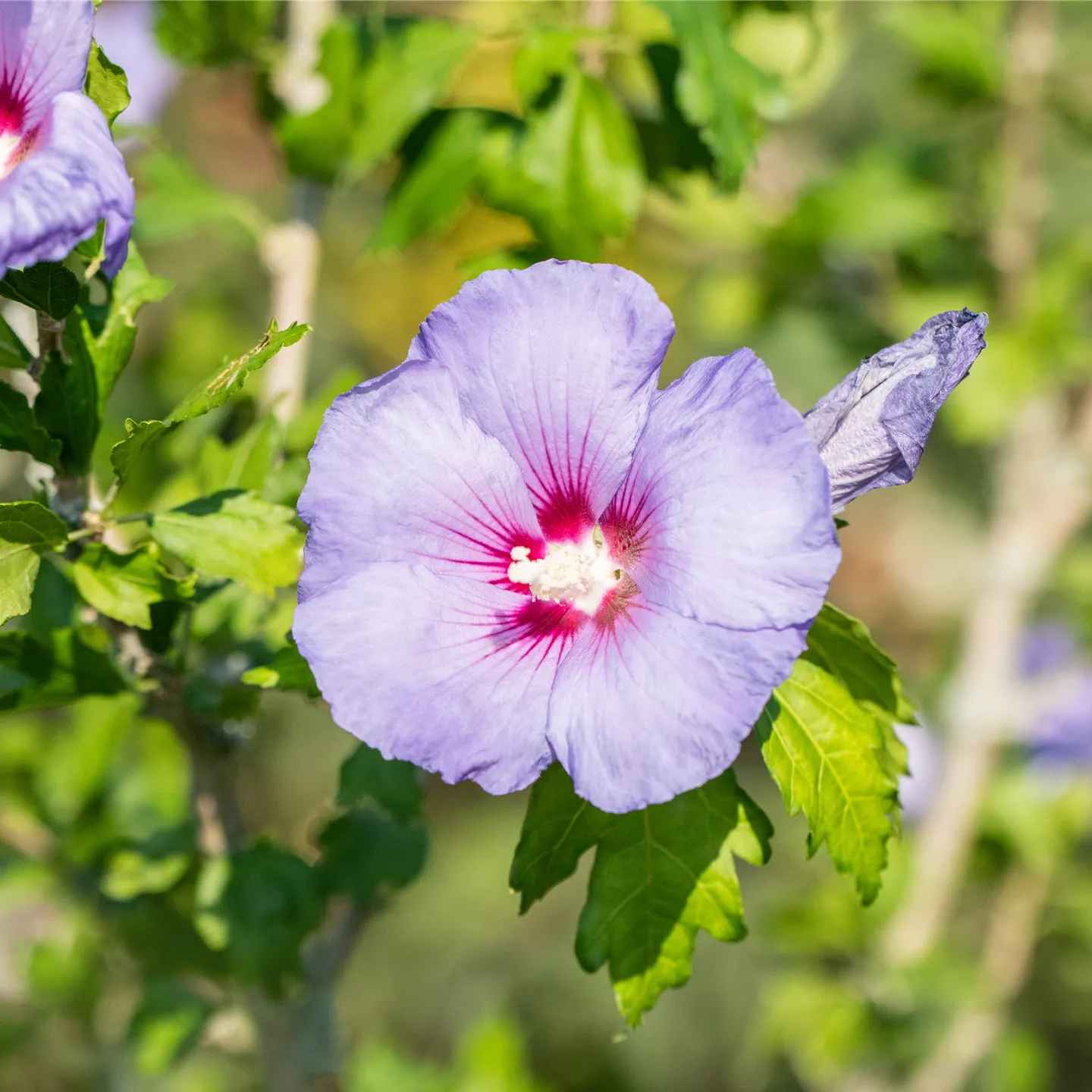 Hibiscus syriacus 'Ultramarine' -R-