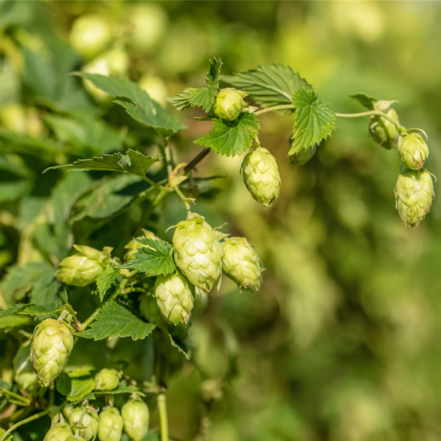 Humulus lupulus