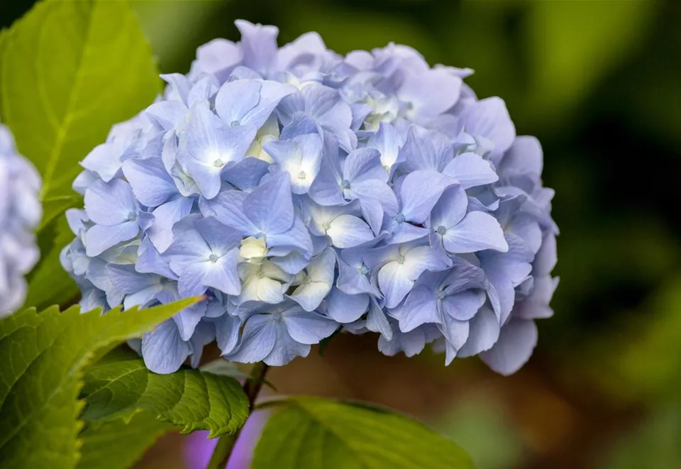 Hydrangea 'Endless Summer'®