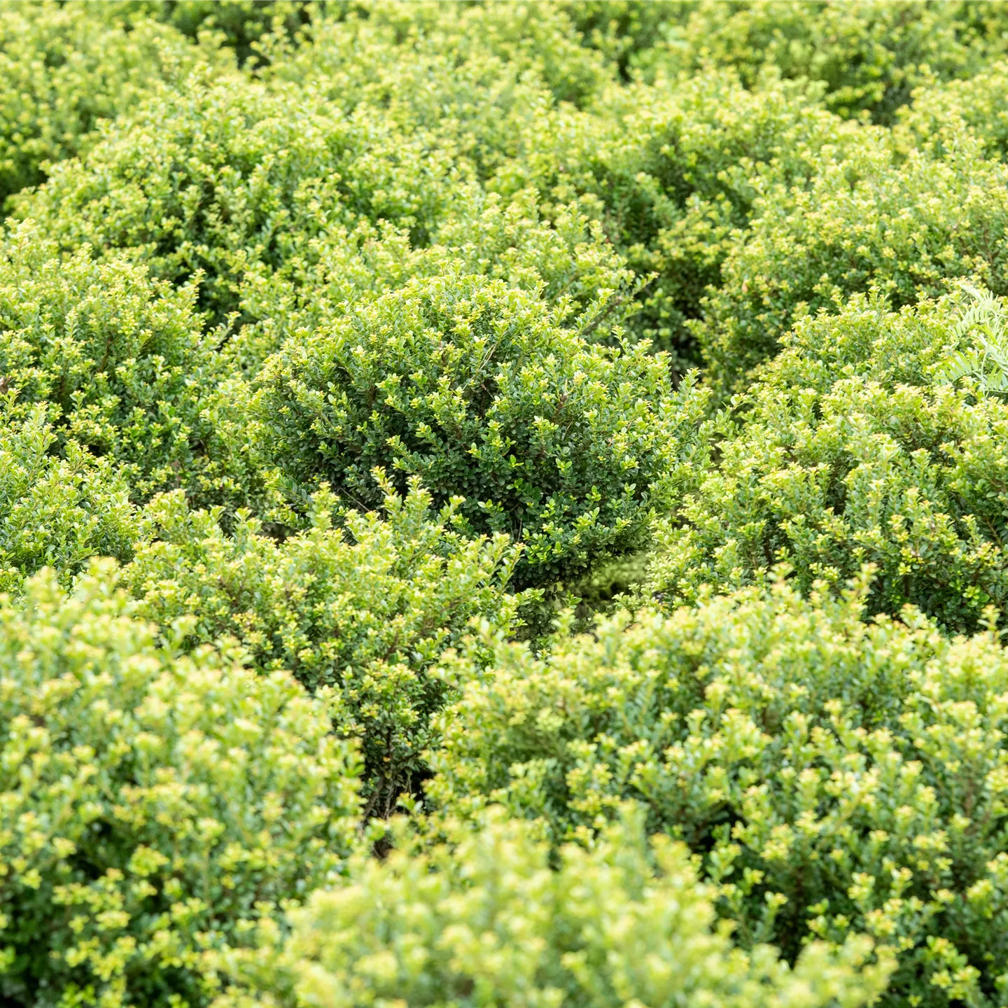 Ilex crenata 'Glorie Dwarf' -R-