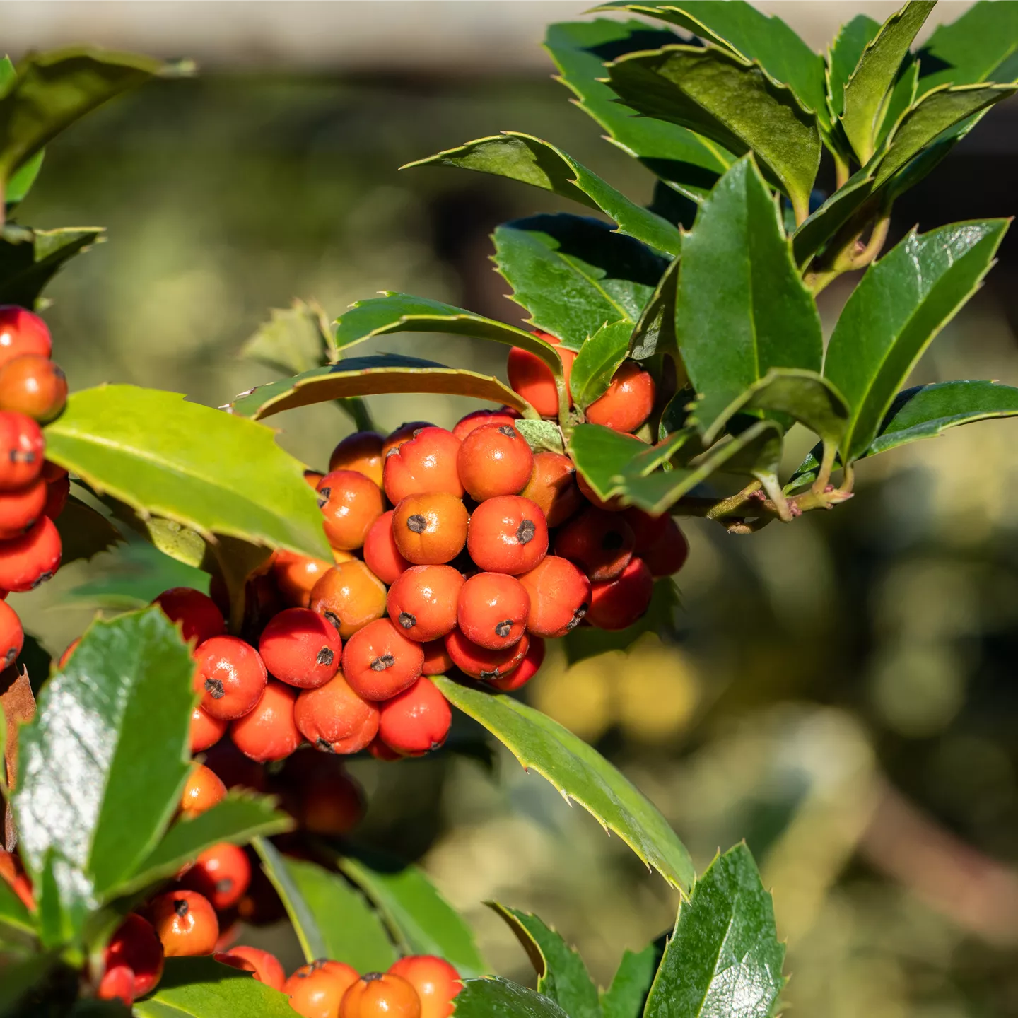 Ilex meserveae 'Heckenfee' -R-