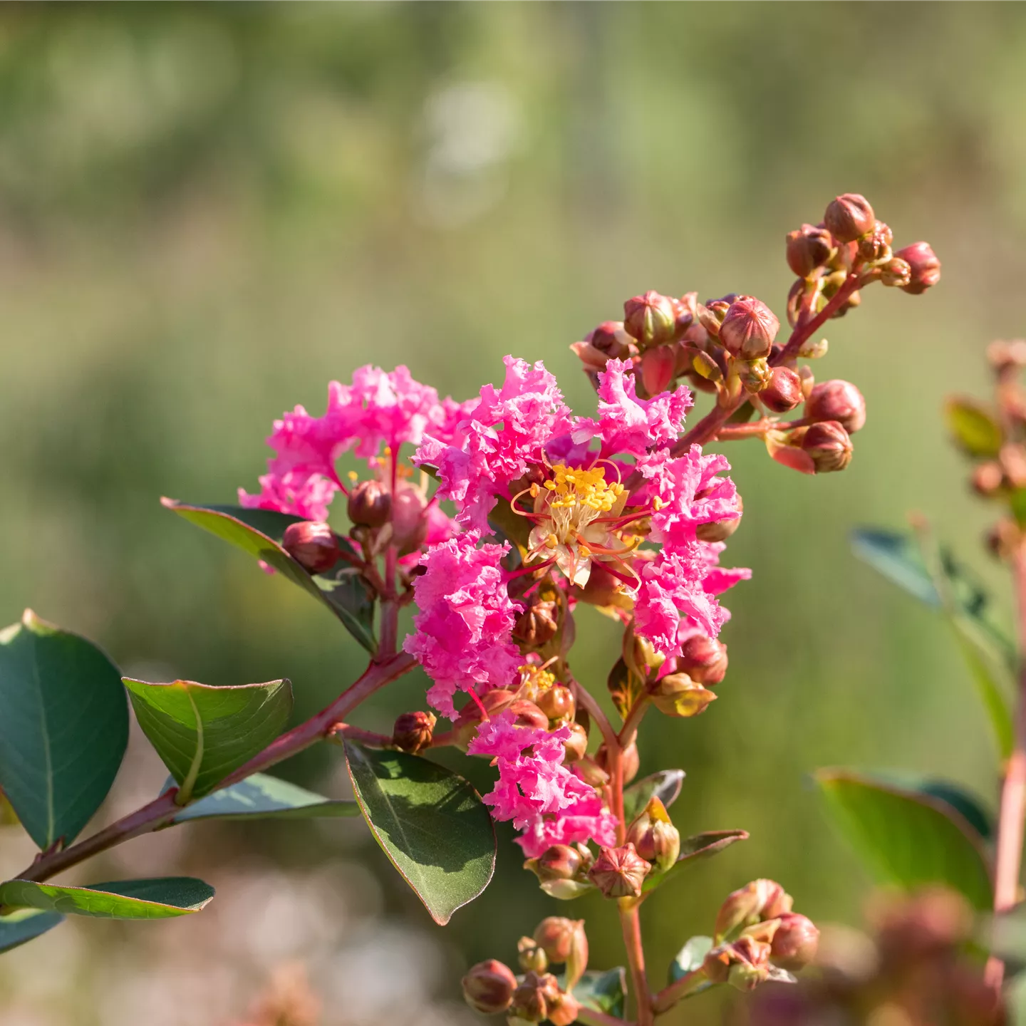 Lagerstroemia indica 'Rhapsody in Pink'