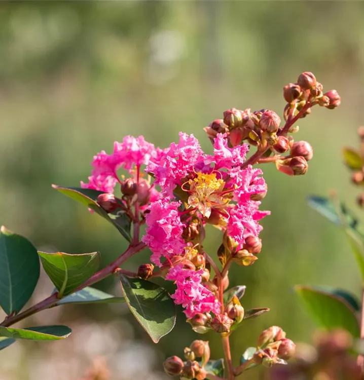 Chinesische Kräuselmyrte 'Rhapsody in Pink'