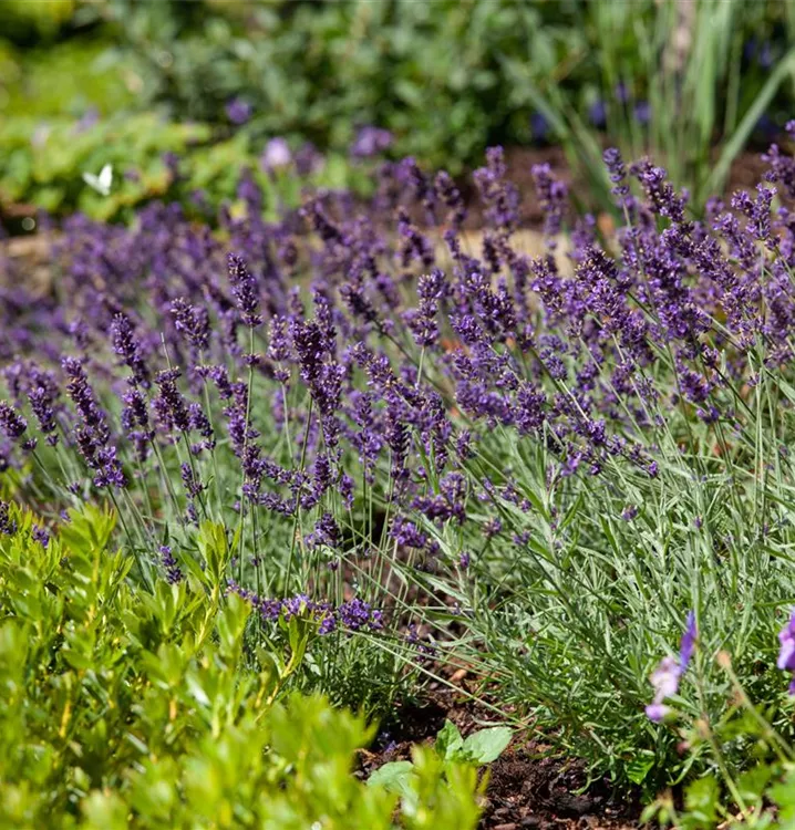 Garten-Lavendel