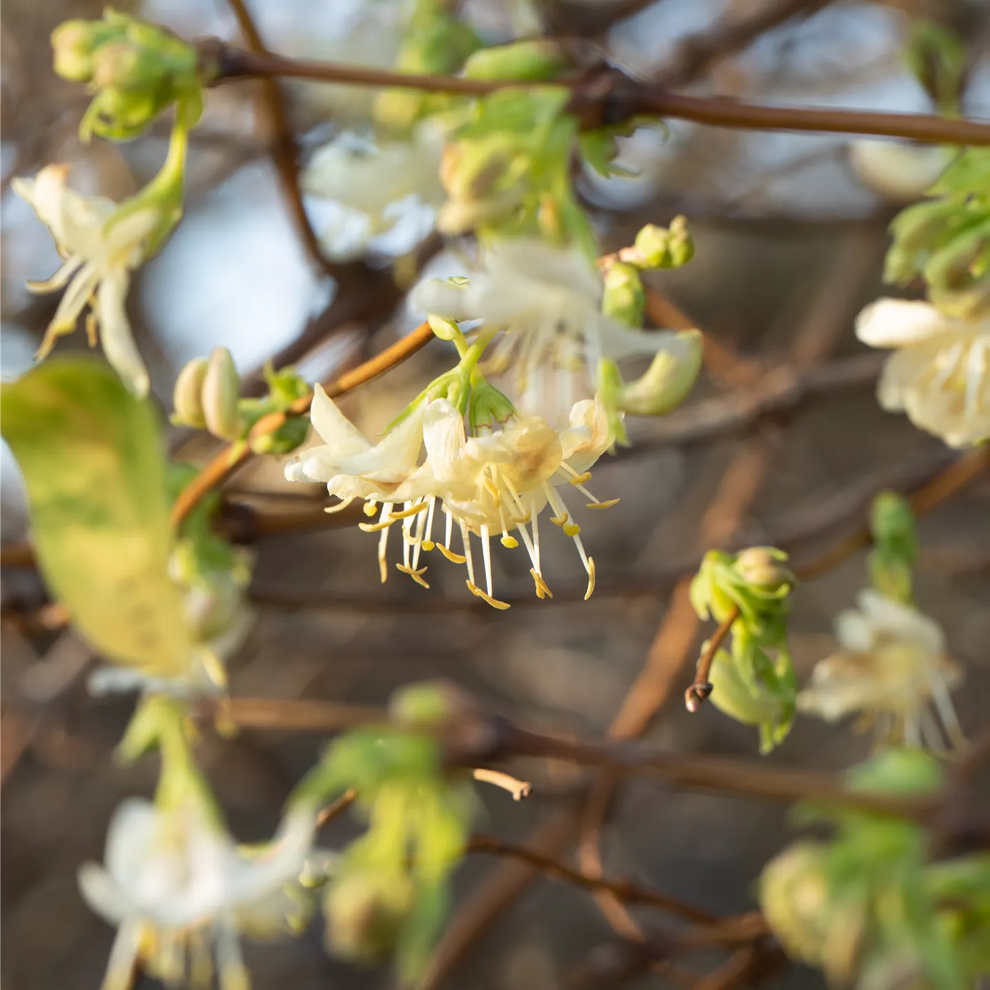 Lonicera purpusii