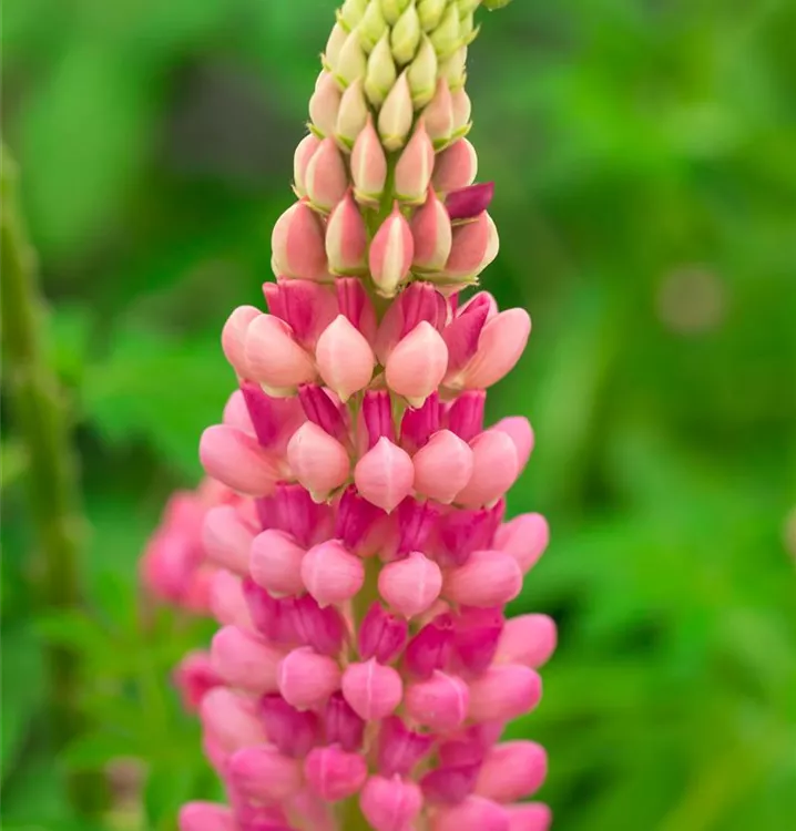 Lupine