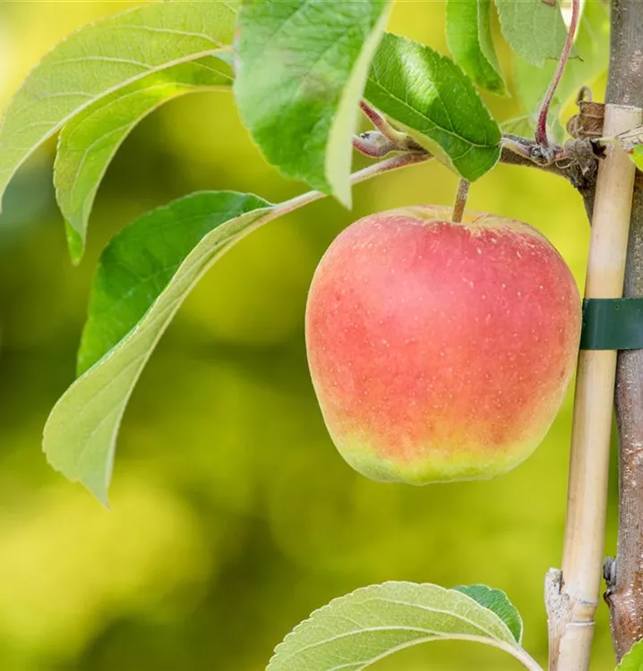 Säulenapfel 'Arbat' -R-