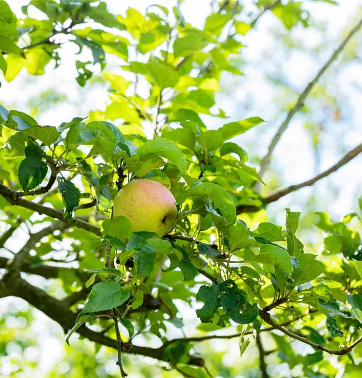 Apfel Finkenwerder Herbstprinz