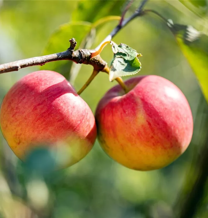 Apfel Geflammter Kardinal