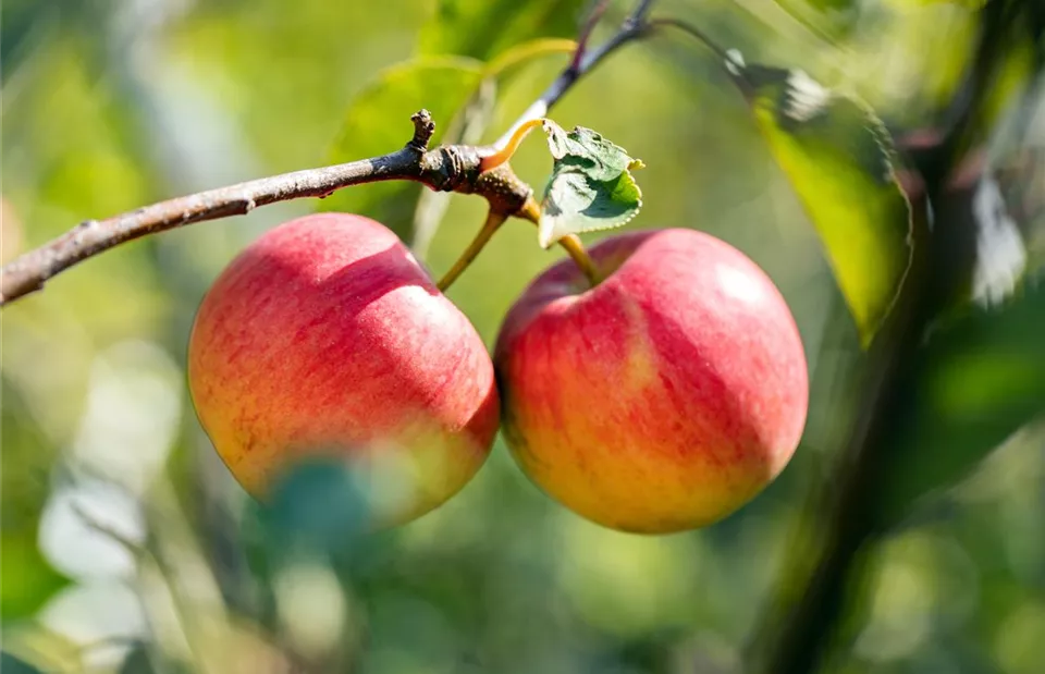 Malus domestica 'Holsteiner Cox'