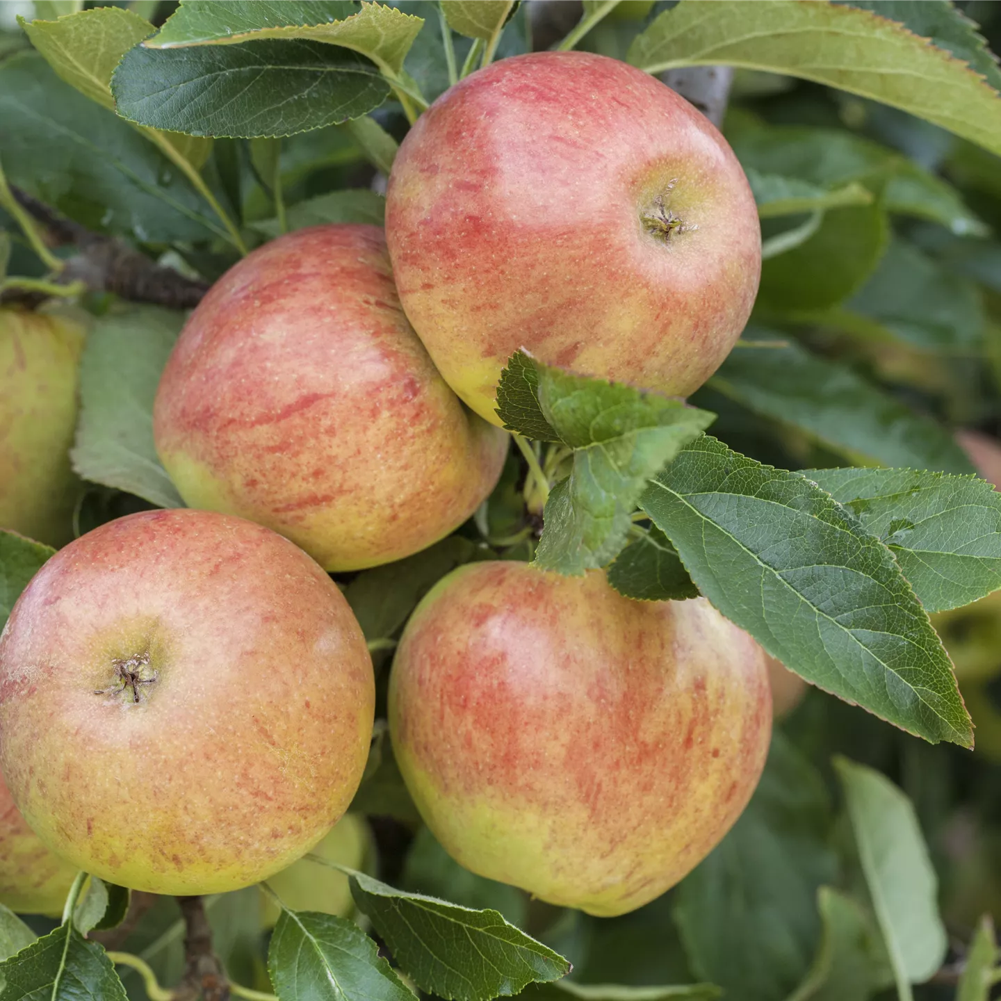 Malus 'James Grieve' CAC