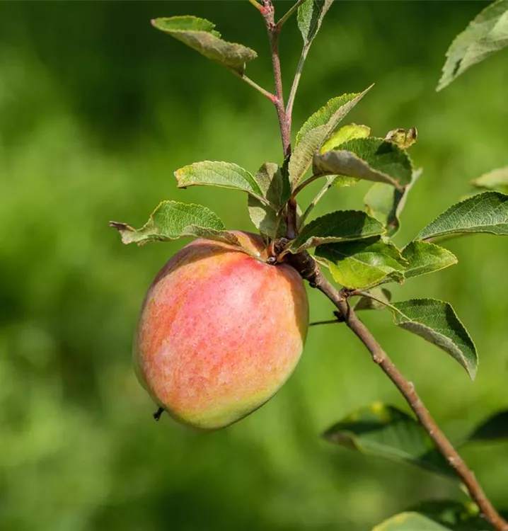 Apfel Prinz Albrecht von Preußen