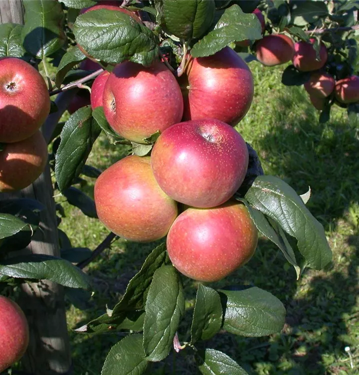 Säulenapfel 'Red River' -R-