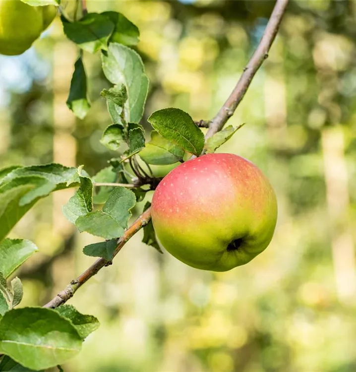 Apfel Reglindis