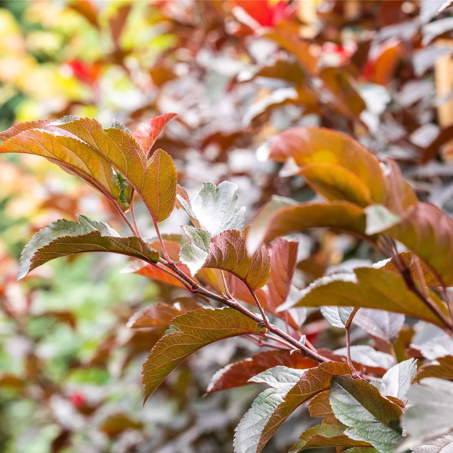 Malus 'Scarlett'