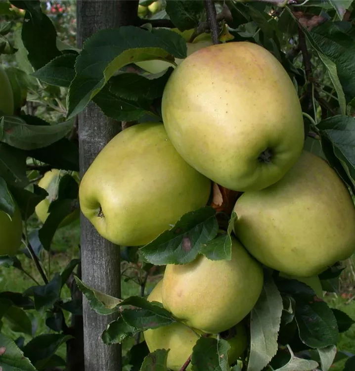 Apfel Weißer Winterglockenapfel