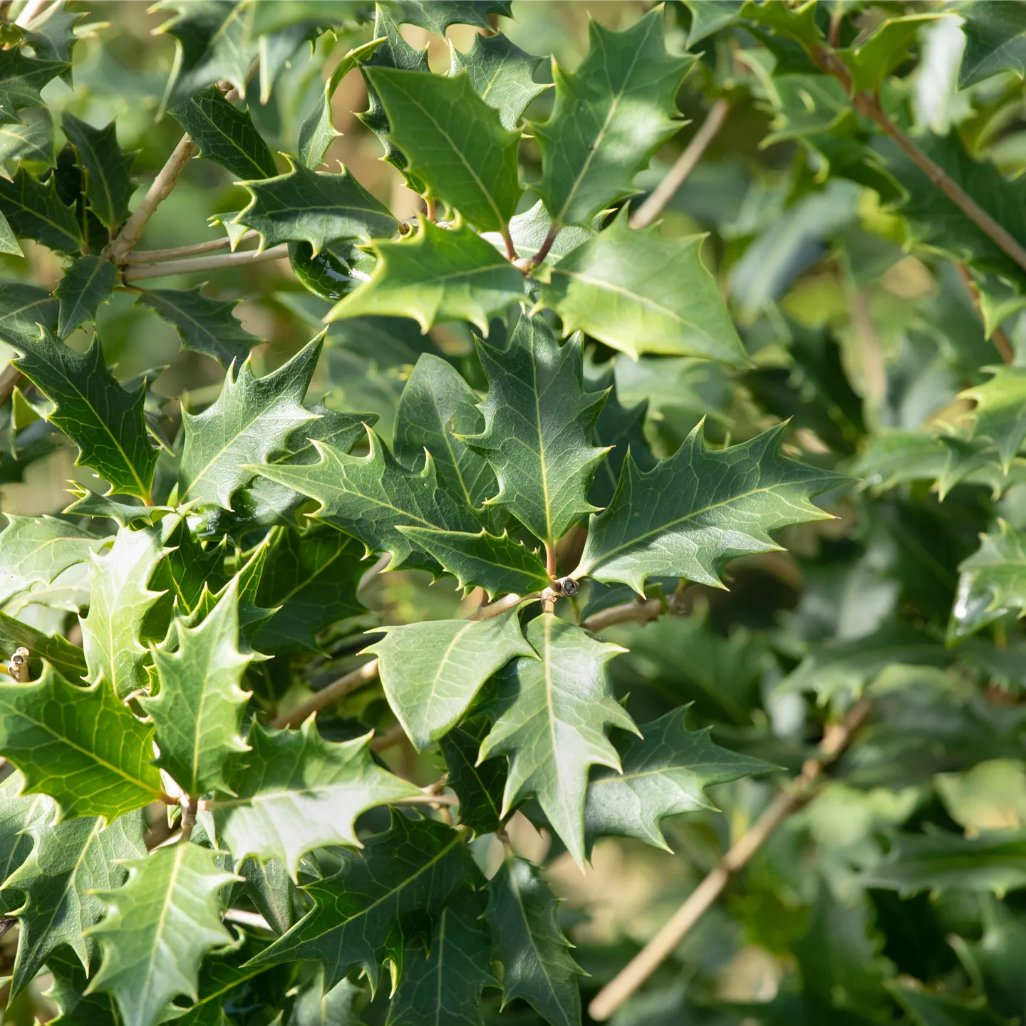 Osmanthus heterophyllus