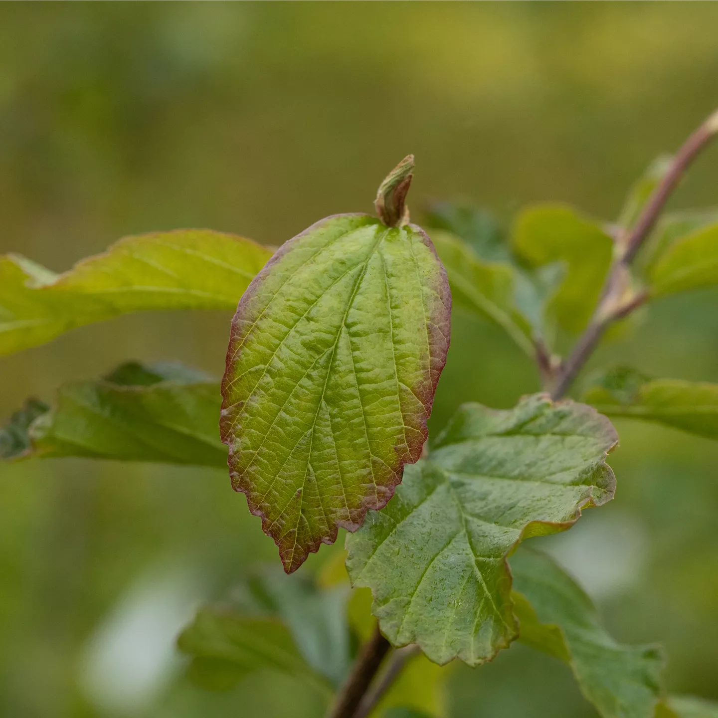 Parrotia persica 'Vanessa'