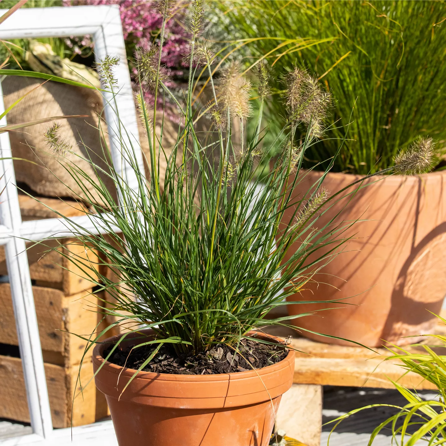 Pennisetum alopecuroides 'Little Bunny'