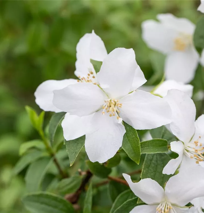 Pfeifenstrauch, Falscher Jasmin