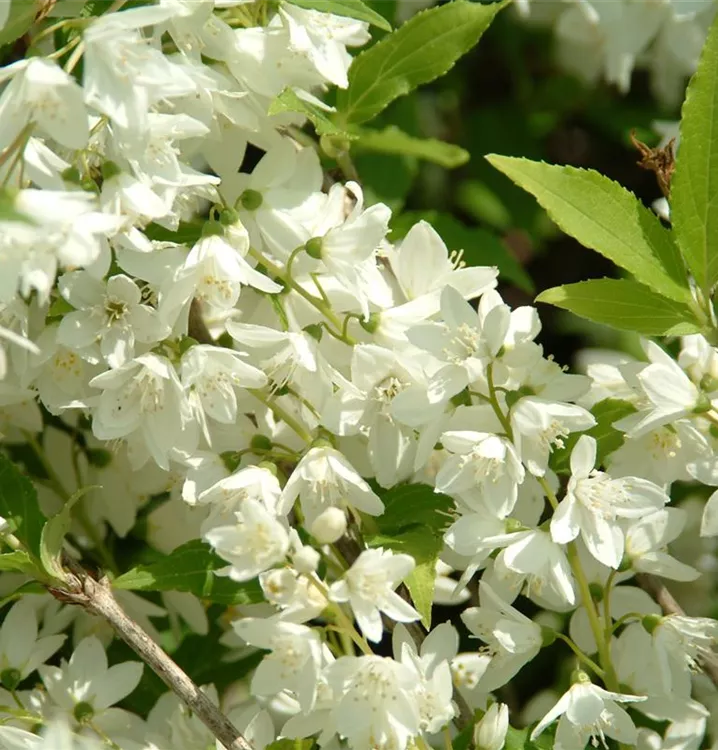 Pfeifenstrauch, Falscher Jasmin