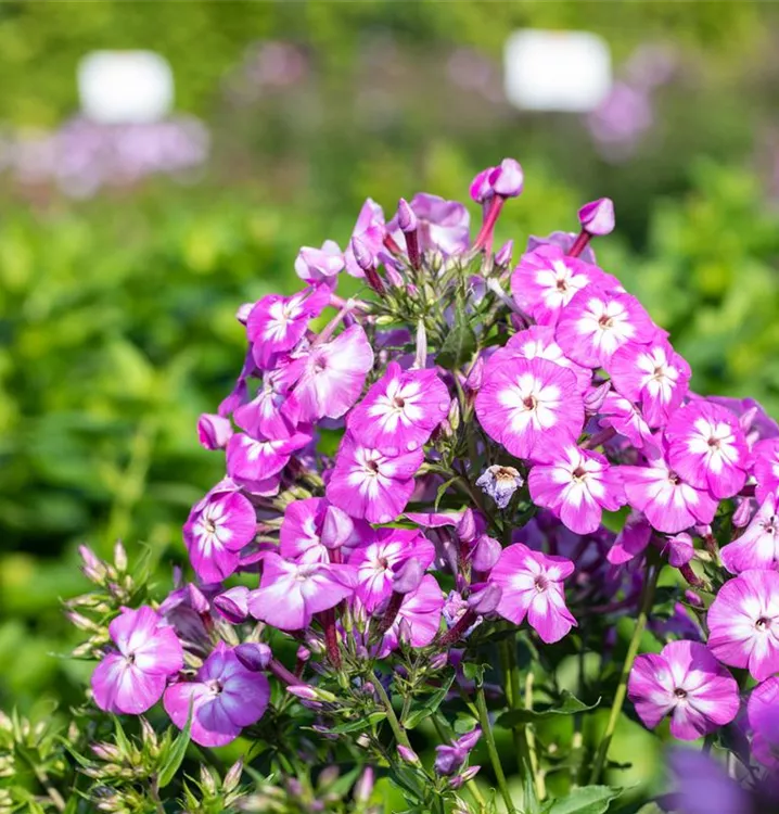 Hoher Staudenphlox, Flammenblume