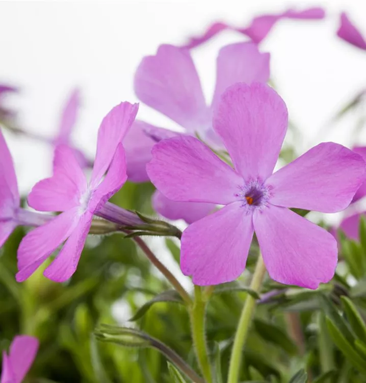 Polster-Phlox, Teppich-Flammenblume