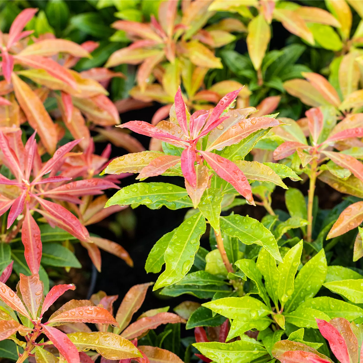 Pieris japonica 'Mountain Fire'