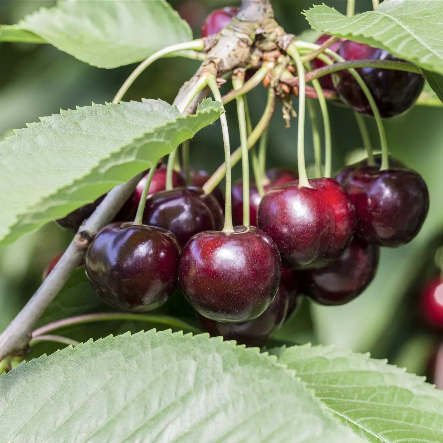 Prunus cer.'Morellenfeuer' CAC