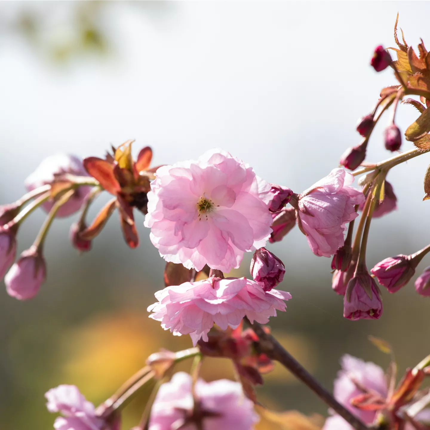 Prunus serrulata 'Kiku-shidare-zakura'