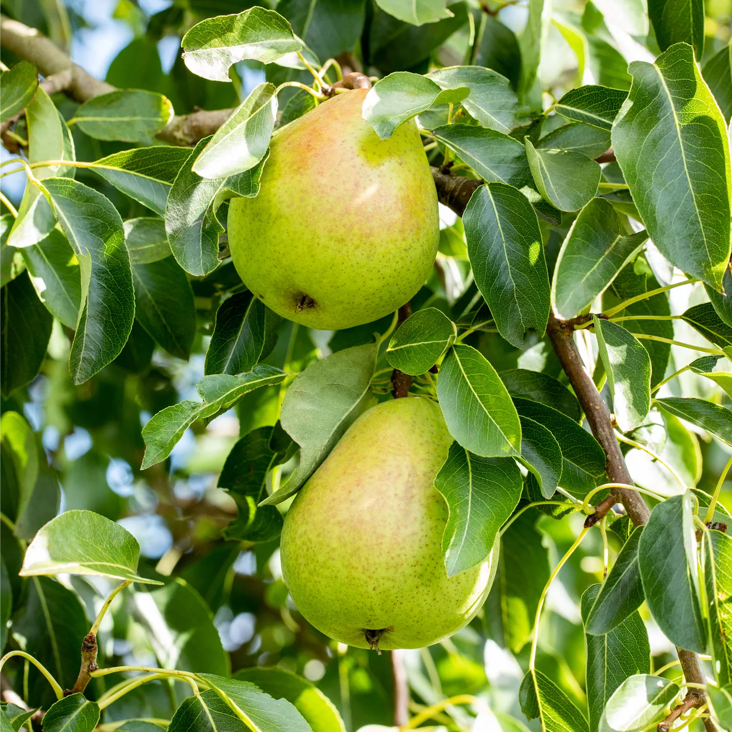 Pyrus com.'Helenchen' CAC