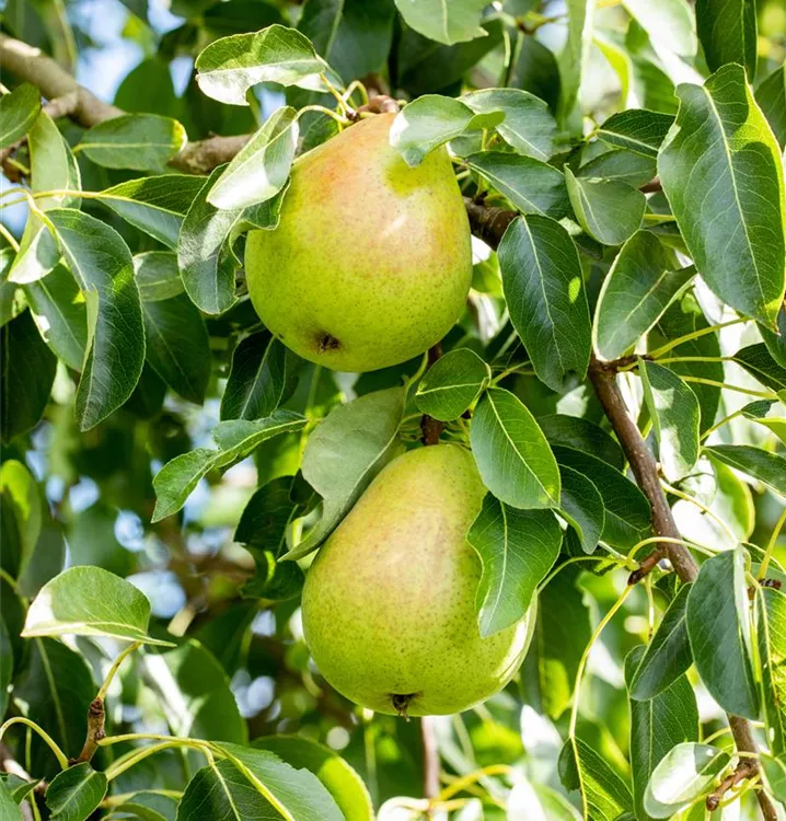 Säulen-Birne 'Helenchen'