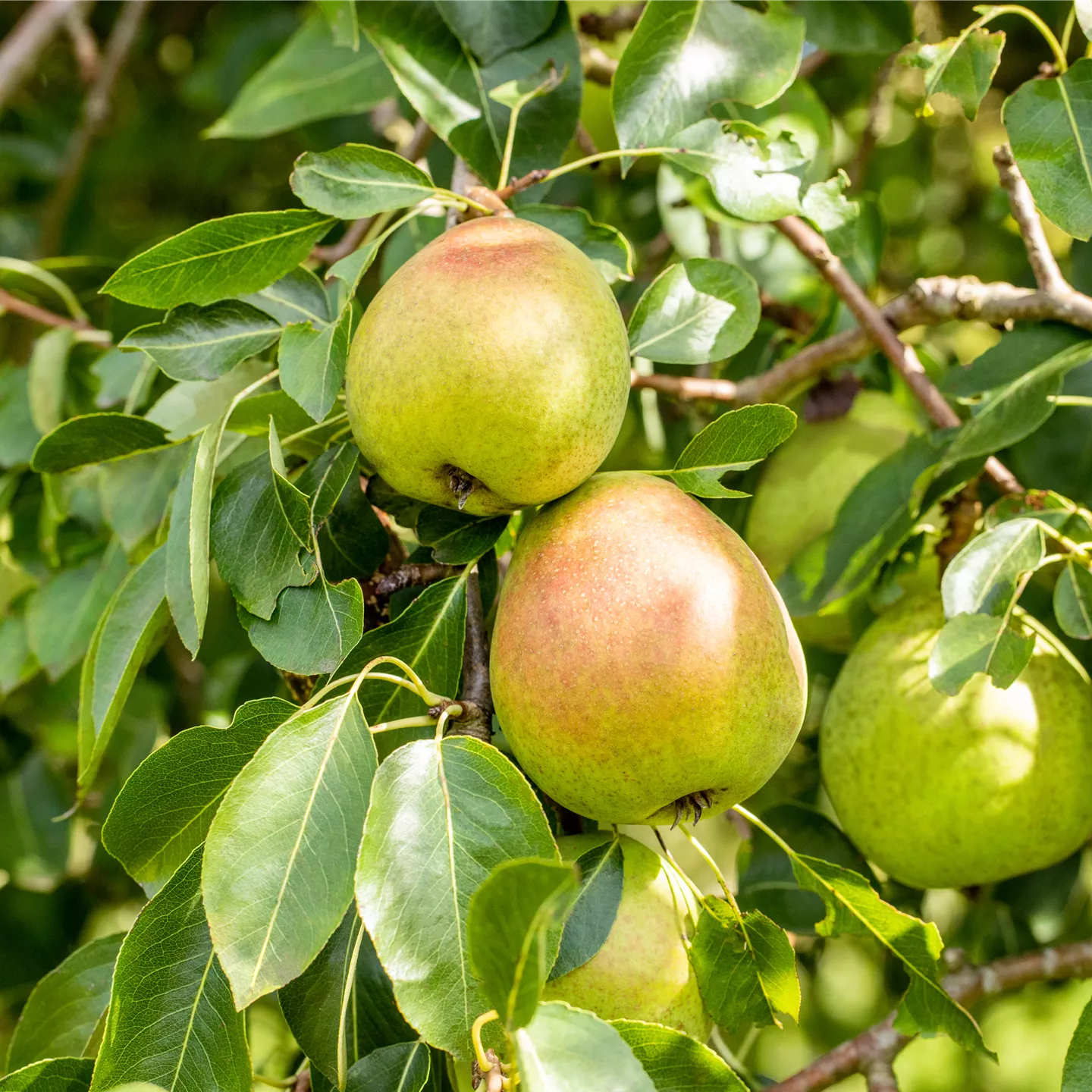 Pyrus com.'Vereins Dechantsbirne' CAC