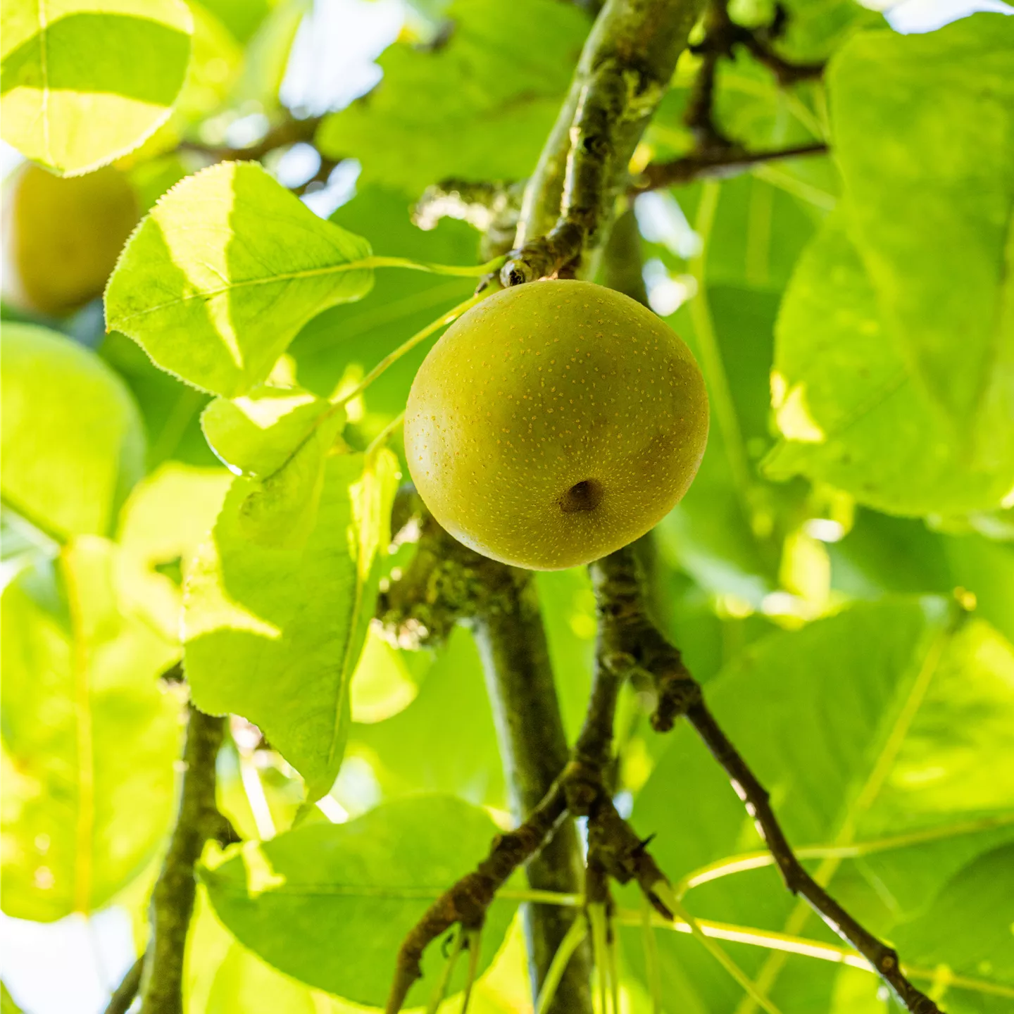 Pyrus pyrifolia 'Nijisseiki' CAC