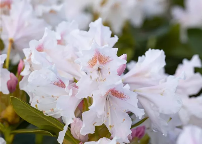 Rhododendron Hybr.'Cunningham's White'