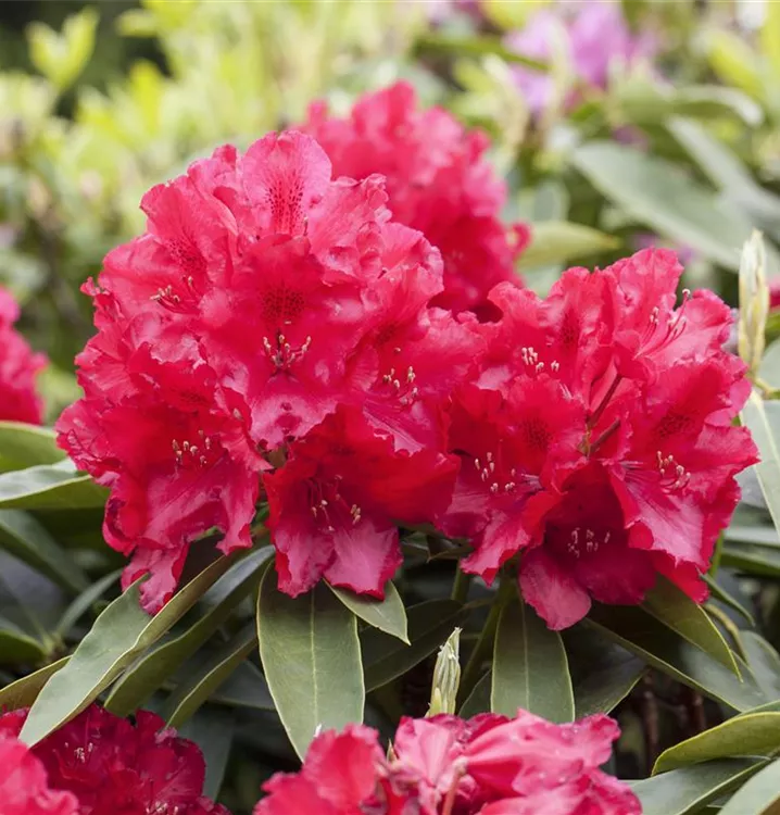 Rhododendron-Hybride 'Lagerfeuer'