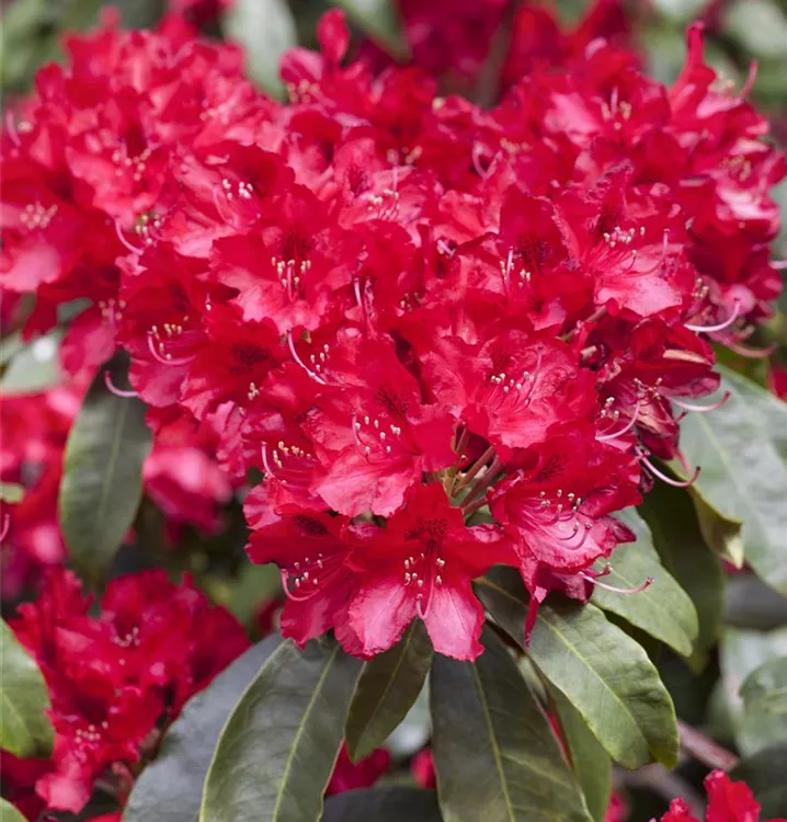 Rhododendron-Hybride 'Red Jack'