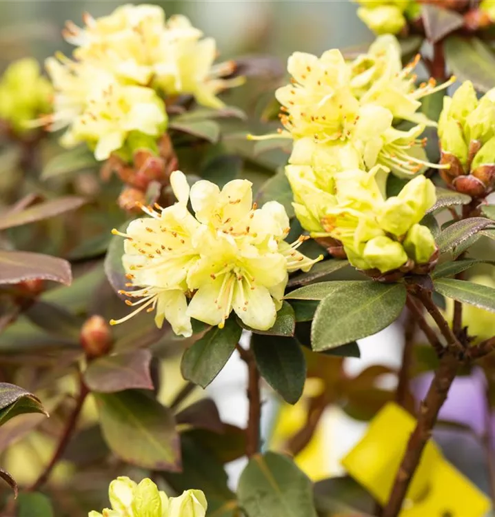 Rhododendron