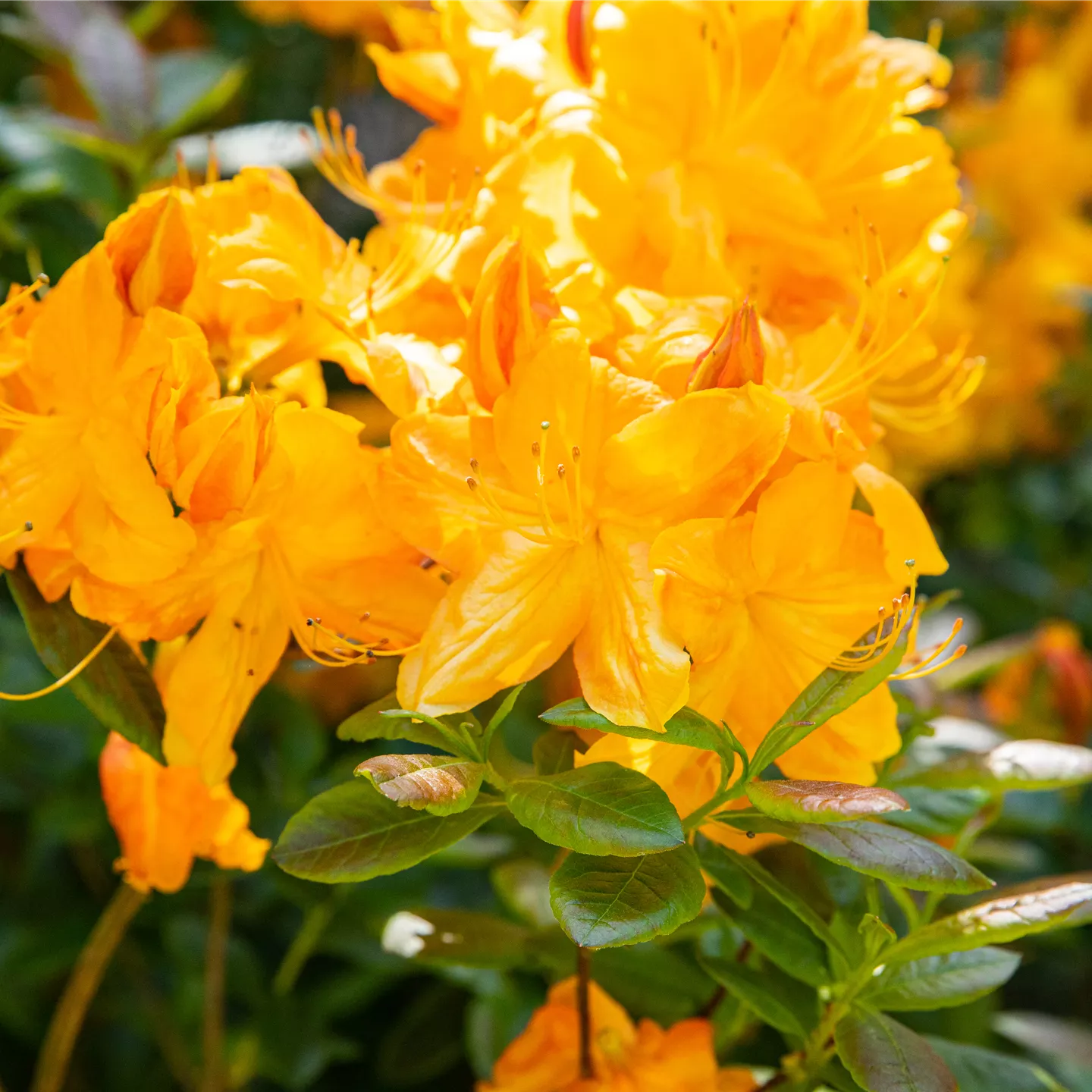 Rhododendron lut.'Klondyke'