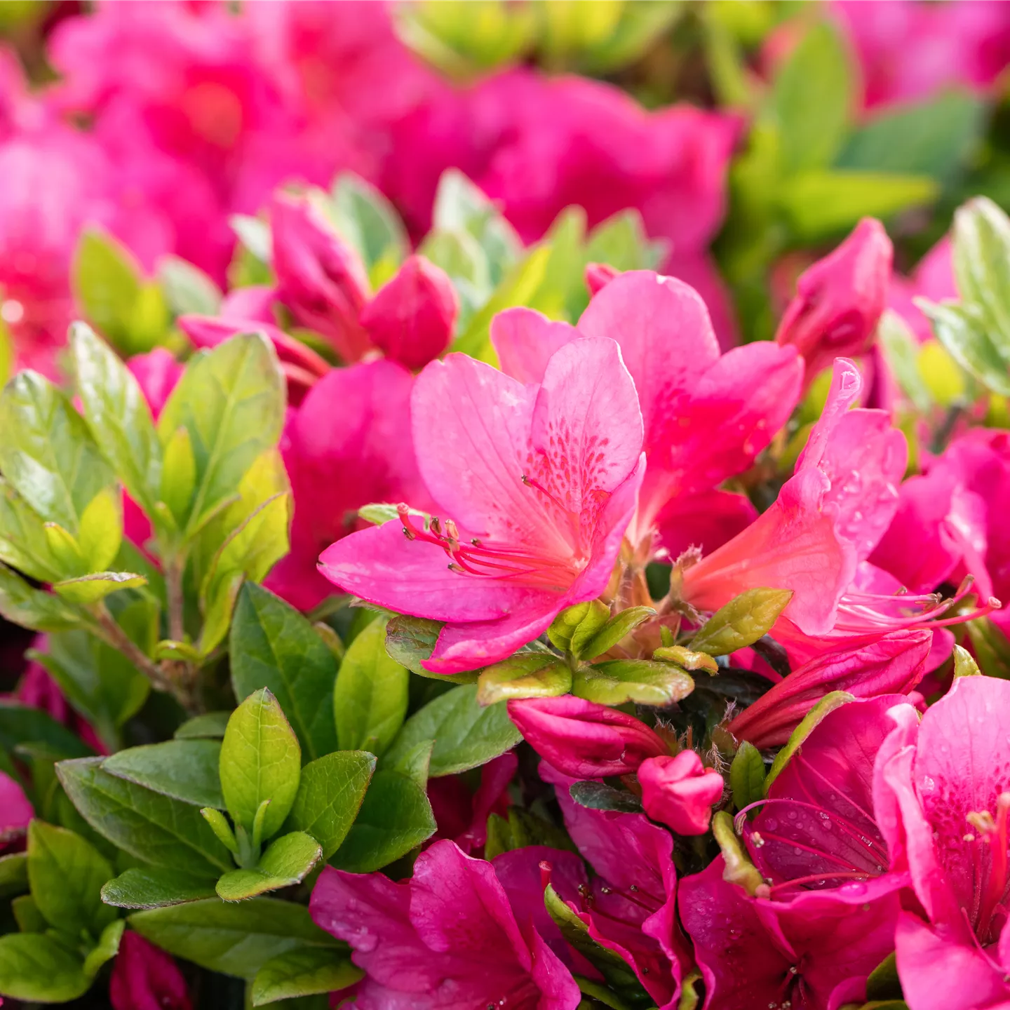 Rhododendron obt.'Little Red'