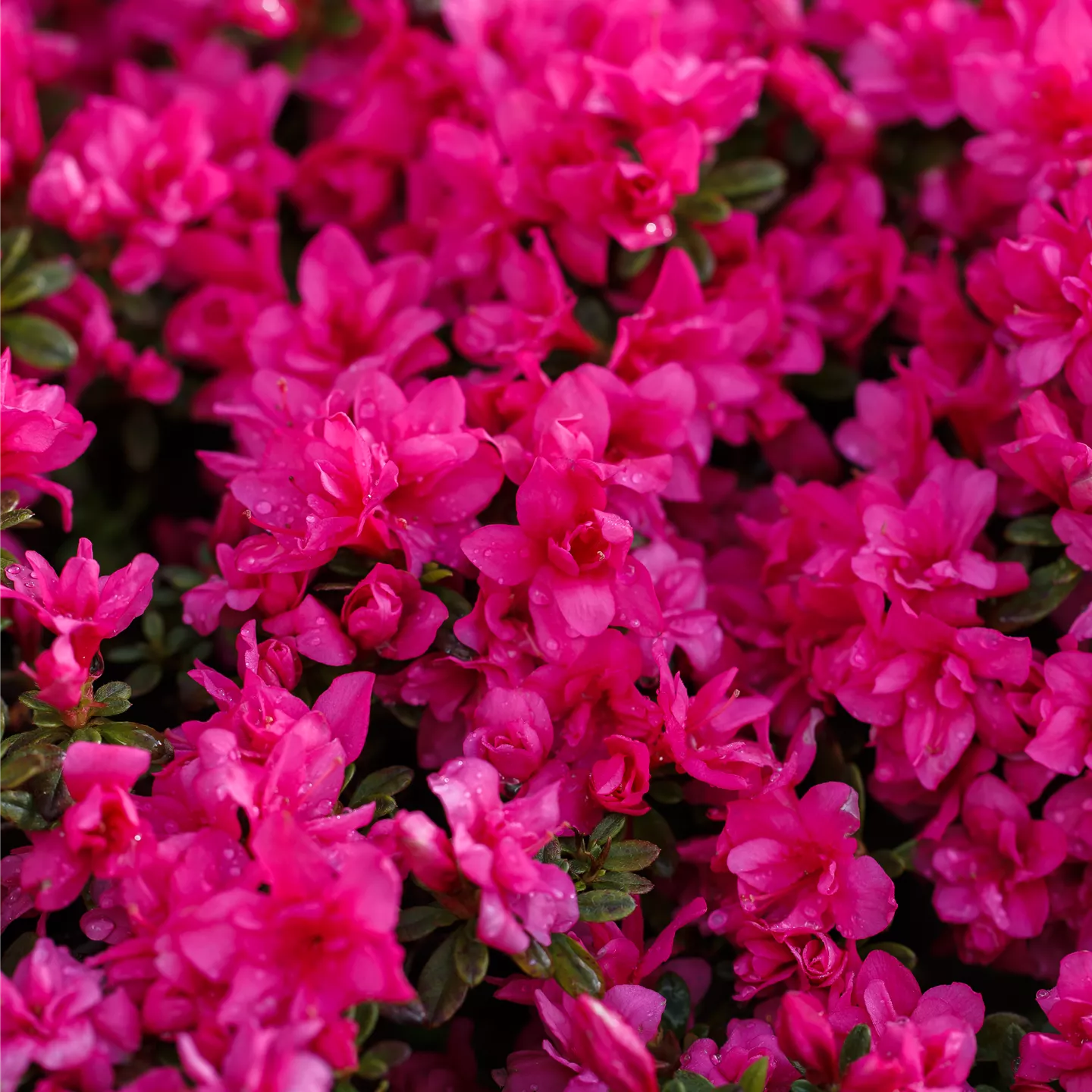 Rhododendron obt.'Melina'