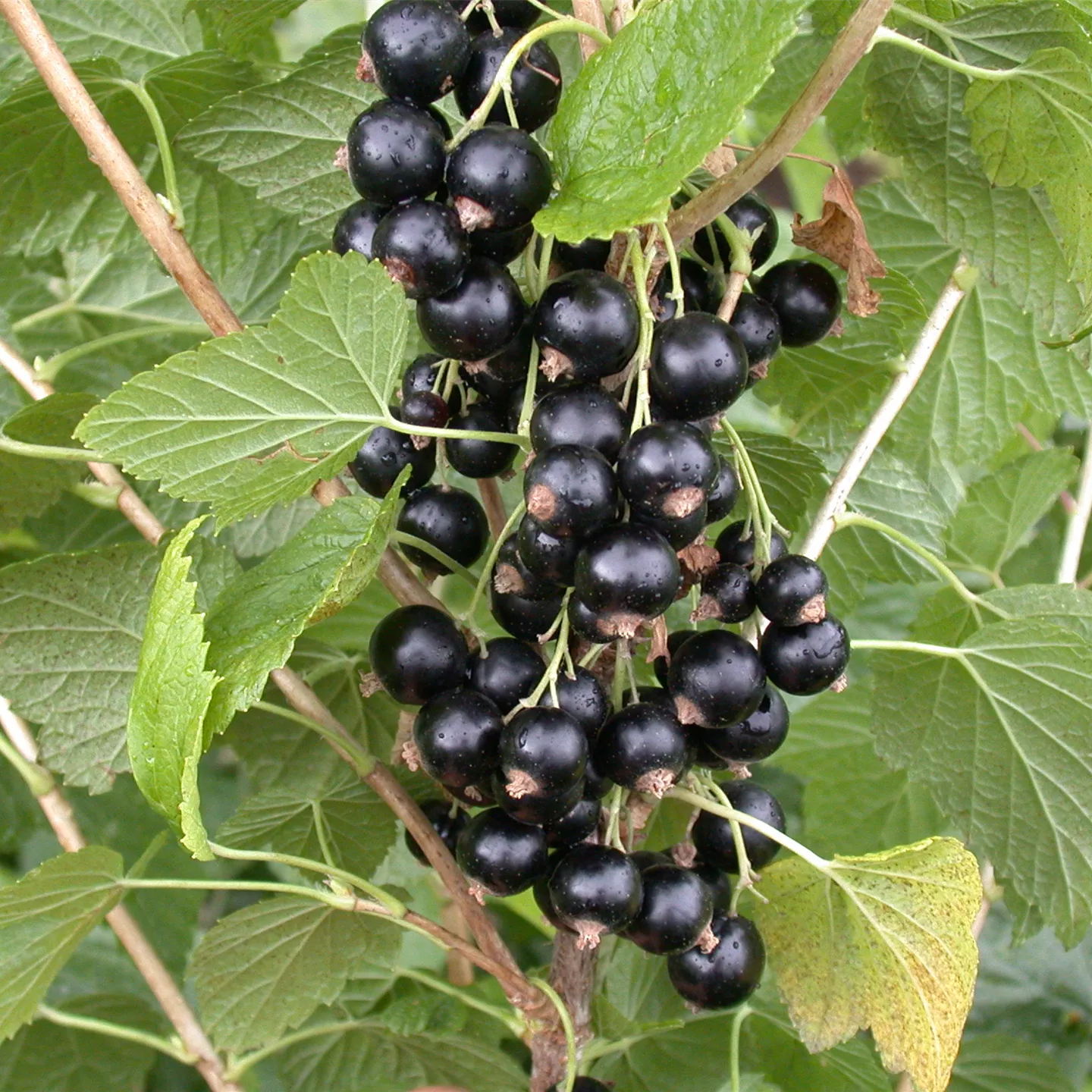 Ribes nigrum 'Silvergiet. Schwarze' CAC