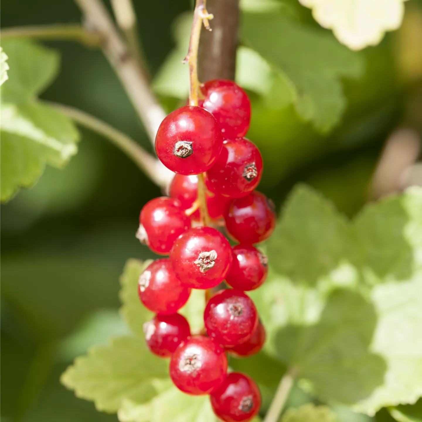 Ribes rubrum 'Jonkheer van Tets' CAC