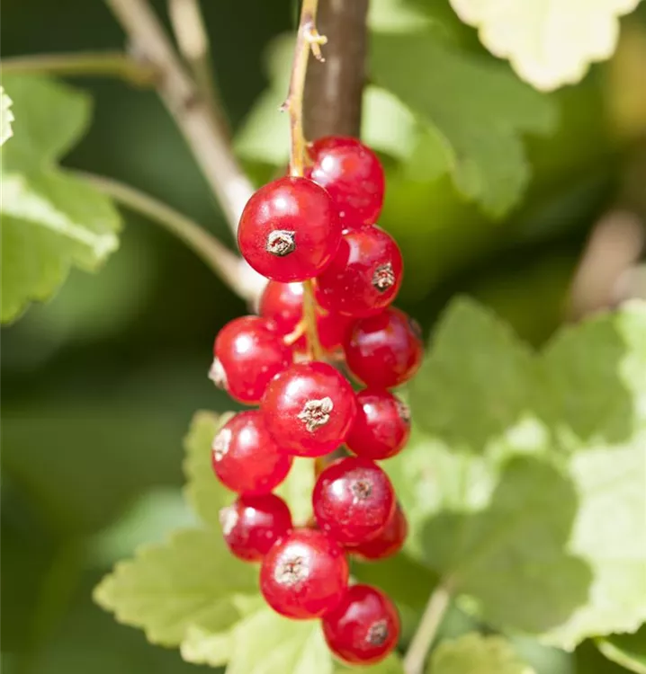 Rote Johannisbeere