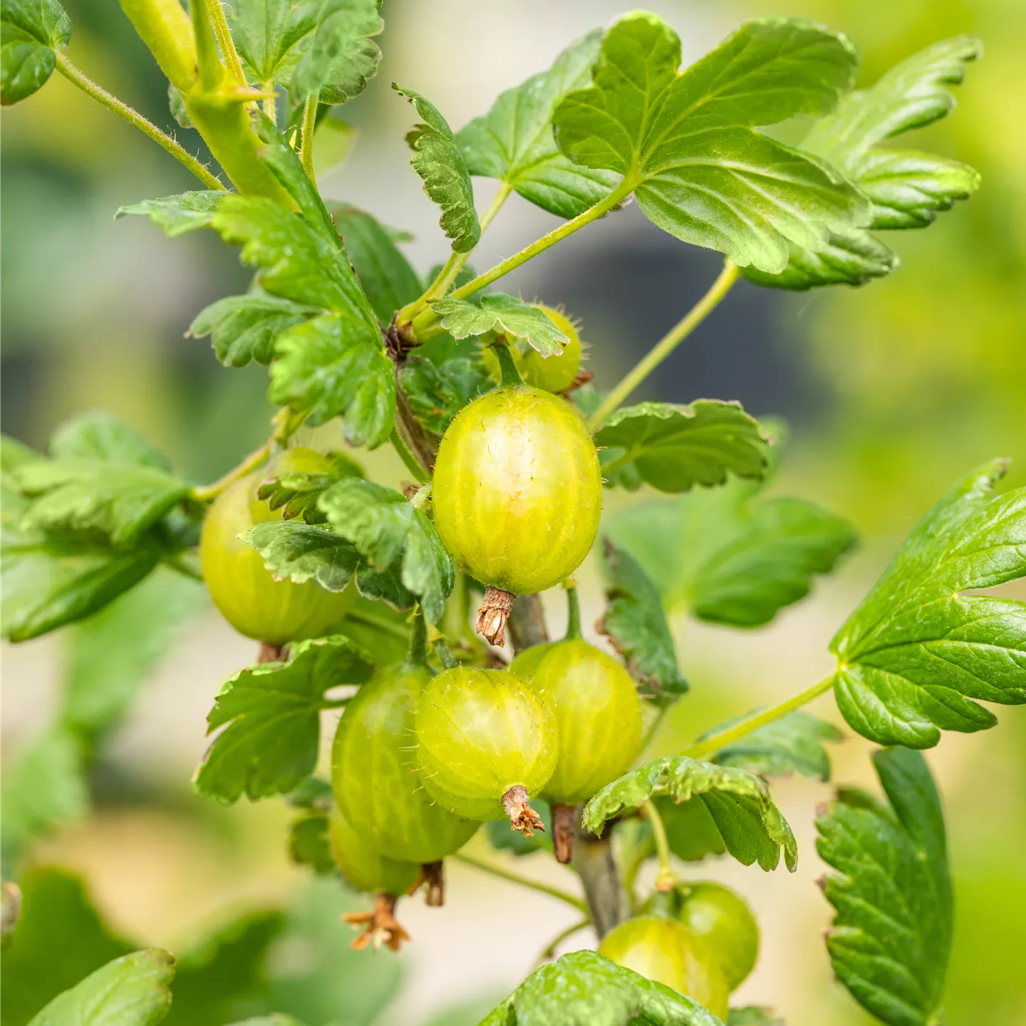 Ribes uva-crispa 'Hinnonmäki gelb' CAC