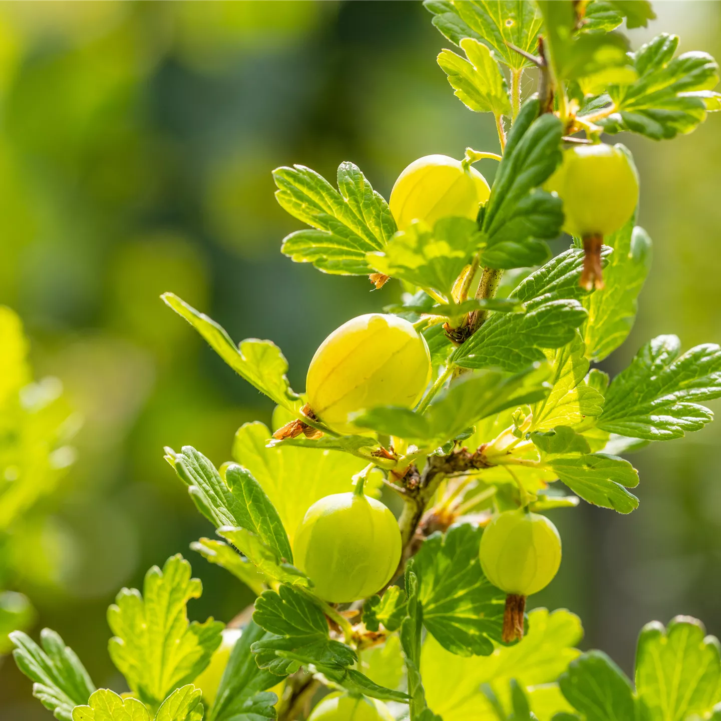 Ribes uva-crispa 'Invicta' CAC