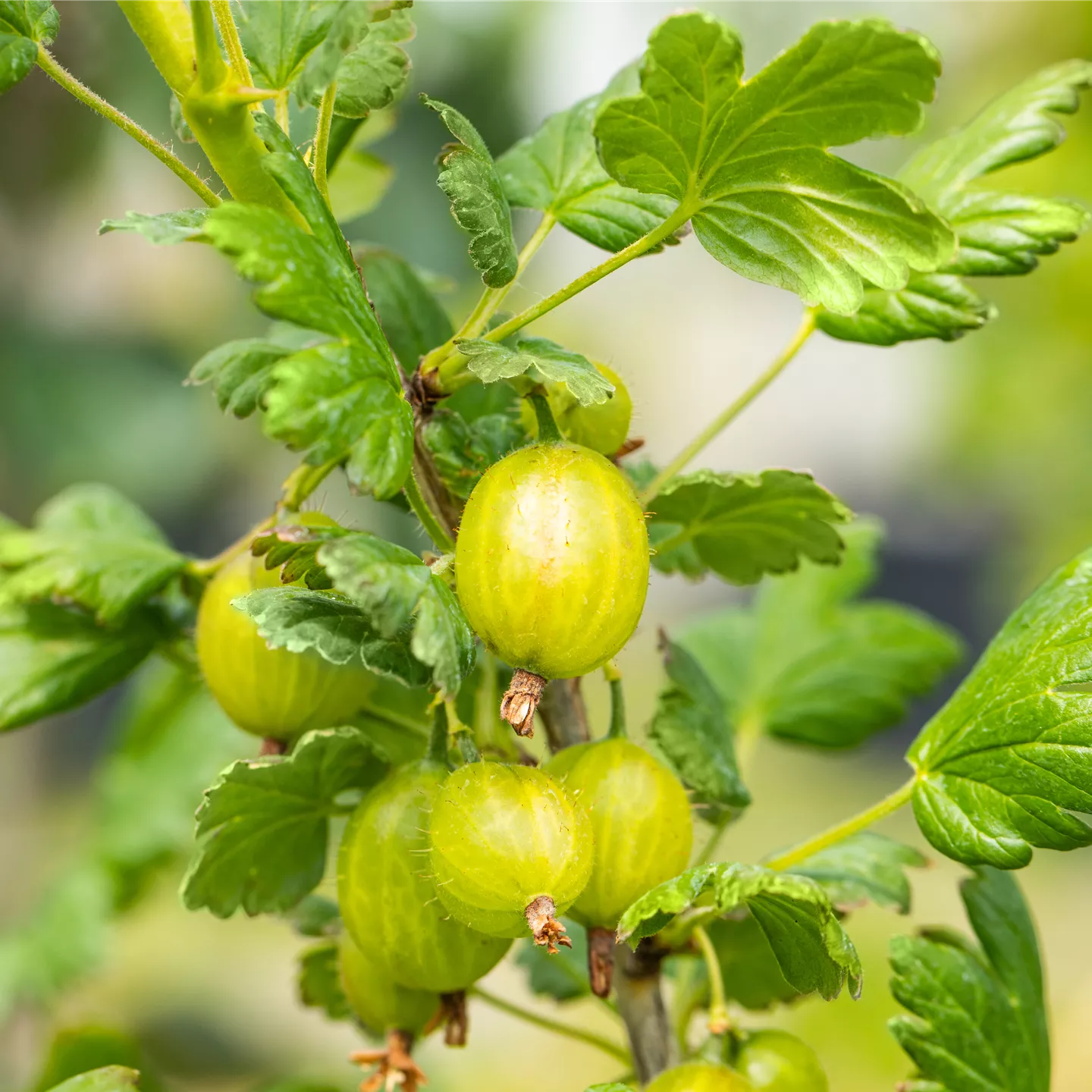 Ribes uva-crispa 'Mucurines' CAC