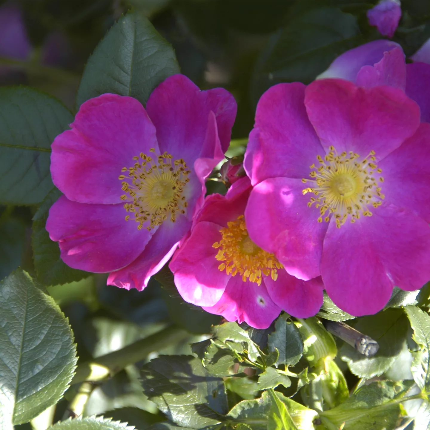 Rosa canina