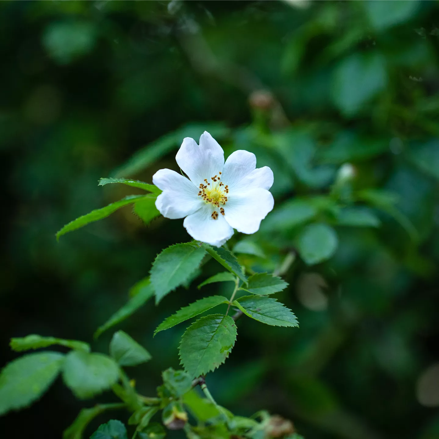 Rosa multiflora