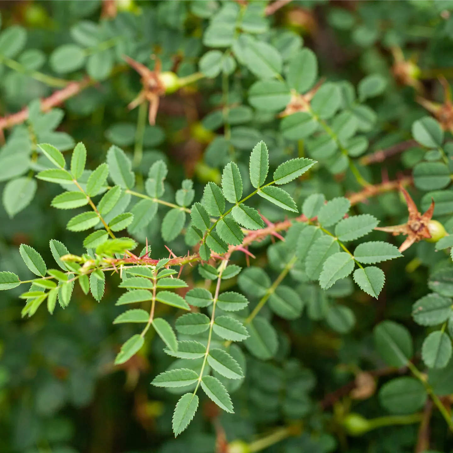 Rosa pimpinellifolia